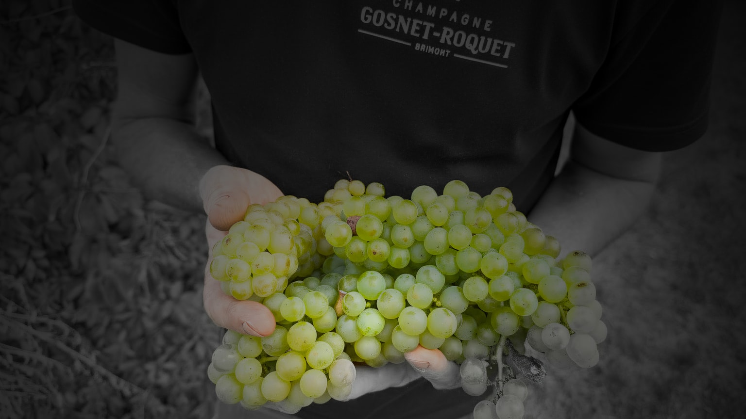 Champagne Gosnet Roquet